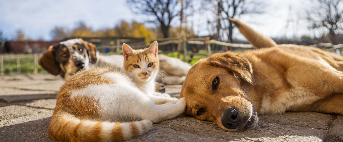 pet boarding facility in goodrich, mi