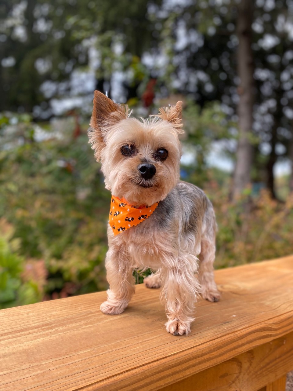 Dog Boarding Stonington Kennels